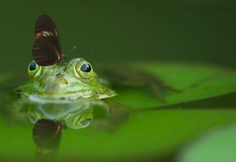 pond life image